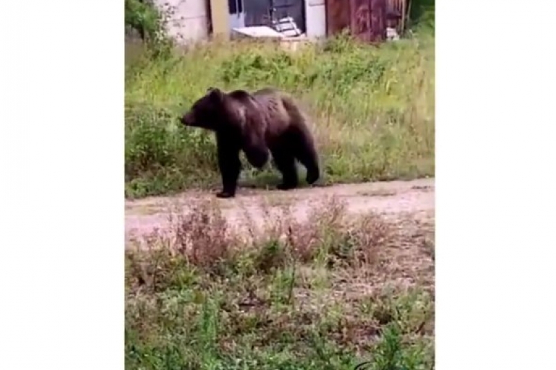 Почему мишка без родителей. Медведь в Братске. Медведь с тремя лапами в Иркутске. Медведь без шкуры похож на человека фото. Медведи в Братск на Курчатова.