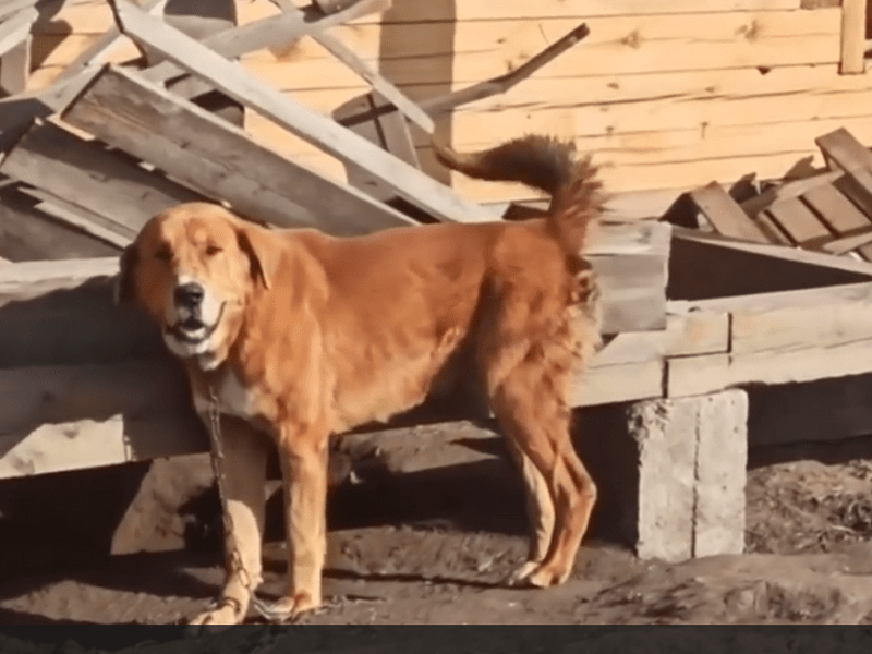 Полицейские и кинологи «К-9» изъяли раненого сторожевого пса в селе Грановщина