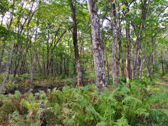 Неизвестные вылили гудрон в лесу вблизи деревни Бурдаковка в Иркутском районе