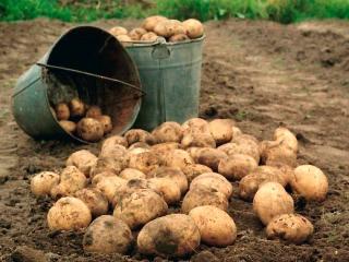 В Иркутской области началась уборка картофеля и овощей открытого грунта