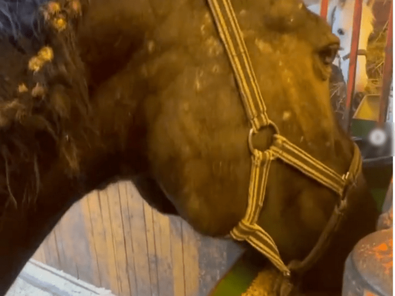 Ветеринары «К-9» забрали обессиленную лошадь из поселка Максимовщина