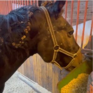Сотрудники питомника К-9 забрали лошадь у хозяина, которой угрожал сделать из неё котлеты