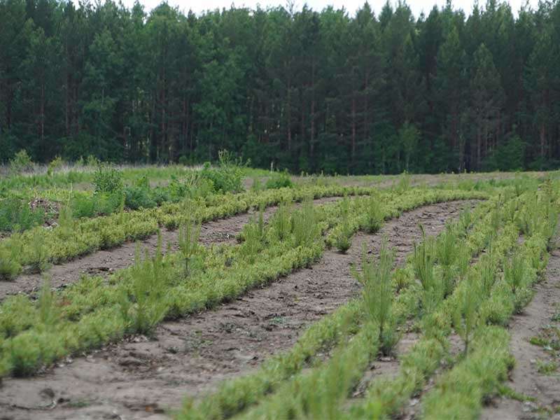 Иркутская область лидирует по восстановлению леса среди регионов России