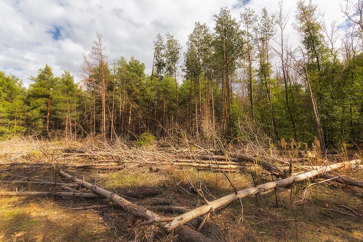 В Качугском районе суд обязал предпринимателя восстановить 332 гектара леса