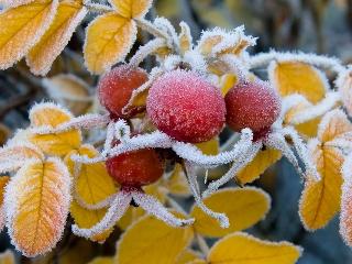 Заморозки до -5 градусов ожидаются в Приангарье
