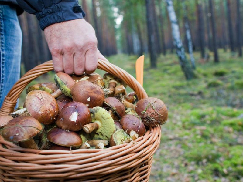 Троих заблудившихся сборщиков грибов и ягод разыскали в лесах Приангарья