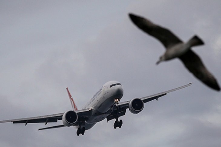 В МЧС России предупредили о риске ЧП с самолетами в Иркутской области из-за сезонной миграции птиц