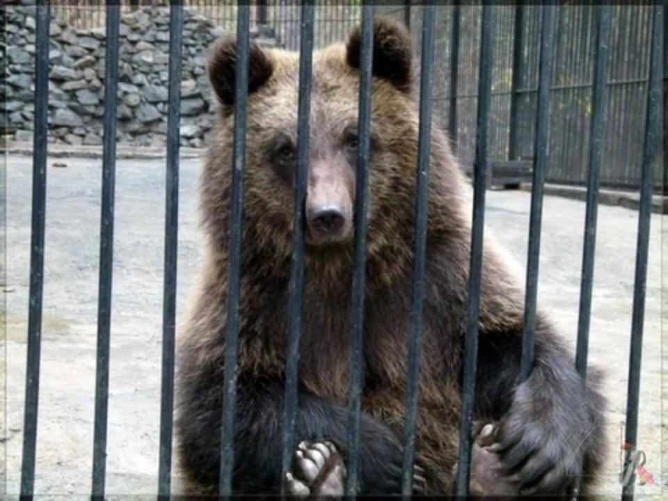 В Шелеховском районе медведь откусил руку пьяному посетителю придорожного кафе