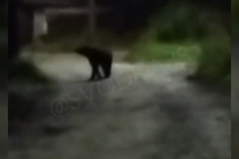 Сотрудники охотнадзора застрелили гуляющего по улицам Байкальска медвежонка