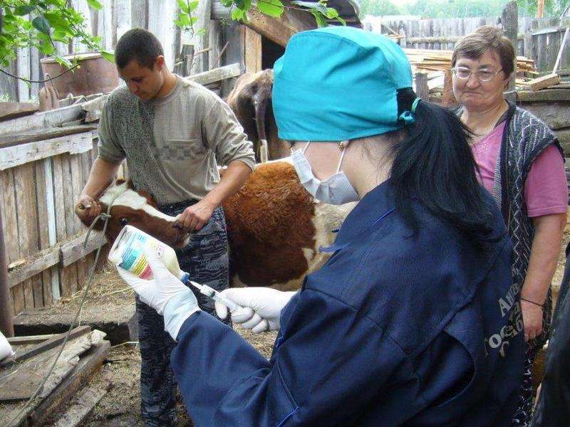 В Иркутской области вакцинируют скот для профилактики вспышек сибирской язвы и других болезней