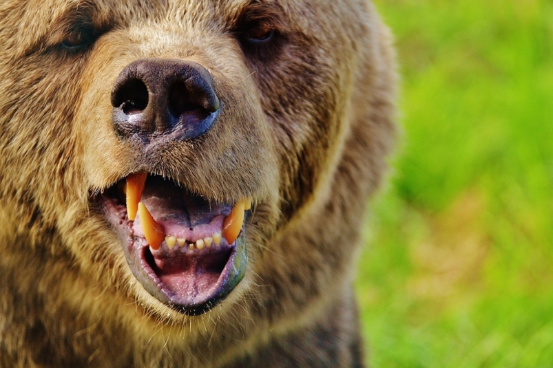 Жители Мамонов Иркутского района обнаружили следы медведя в районе села