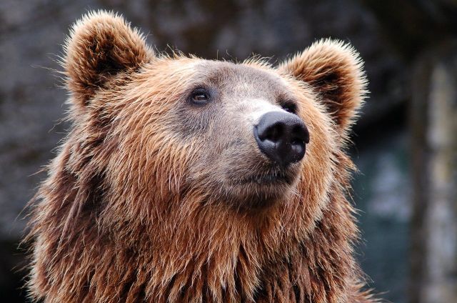 Следы медведя заметили в окрестностях села Мамоны в Иркутском районе