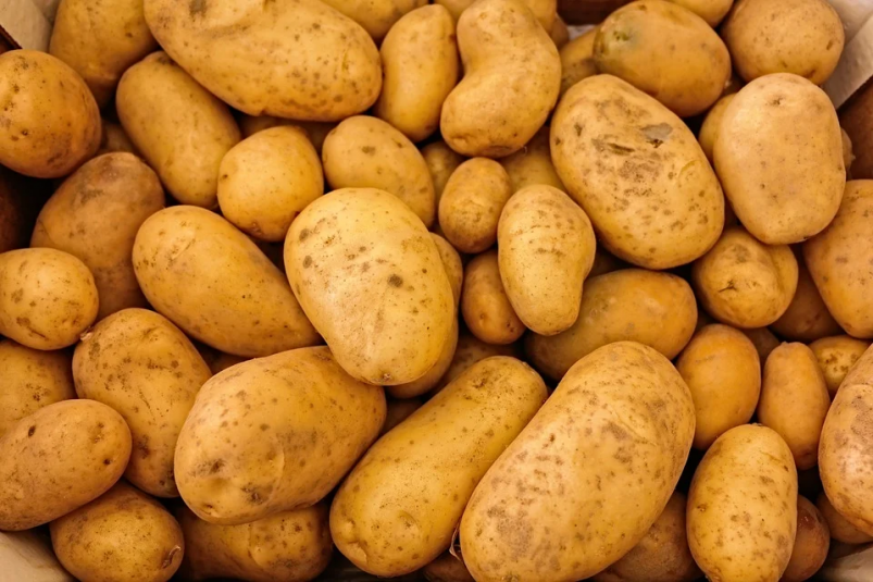 Картофелю Приангарья может угрожать вредитель, способный погубить до 80% урожая