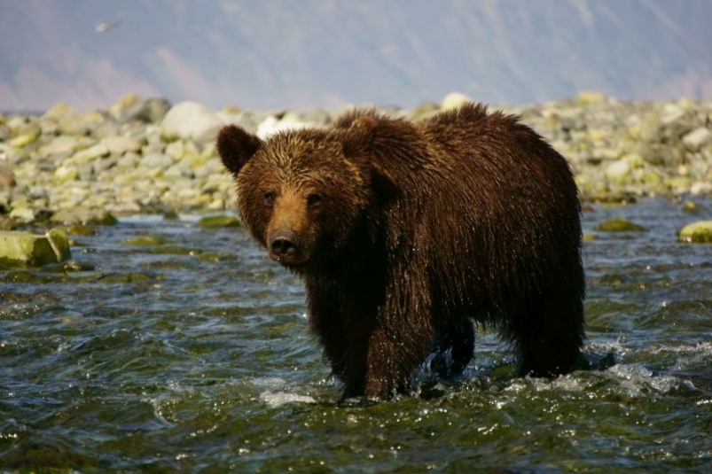 Прикормил зверя - обрек его на смерть: почему медведи в Иркутской области выходят к людям