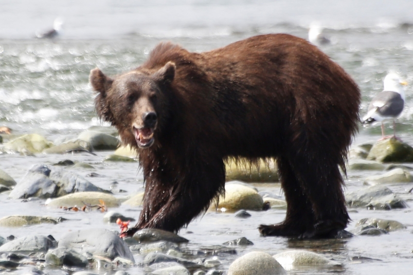 Если не решить проблему с медведями в Приангарье, то через 50 лет появится Яндекс.Bear