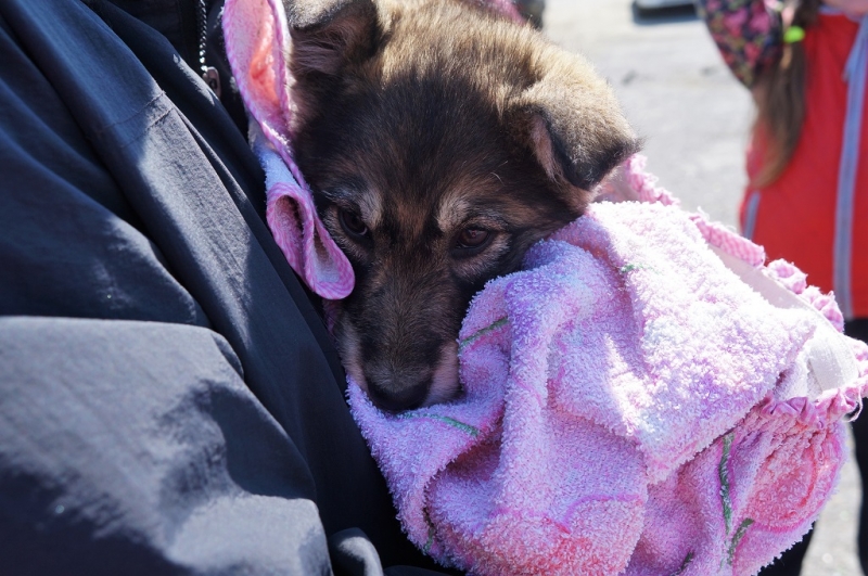 Зоозащитники Иркутской области предложили ввести безболезненное чипирование животным