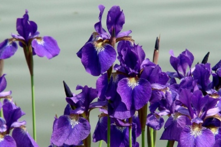 Несколько видов редких растений из Ботанического сада ИГУ будут расти в Крыму