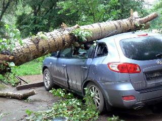 Ангарчанин через суд получил деньги за ущерб от упавшего на авто дерева