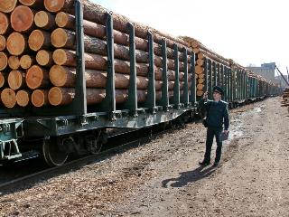 В 2021 году из Иркутской области 474 раз пытались вывести круглый лес под видом пиломатериалов