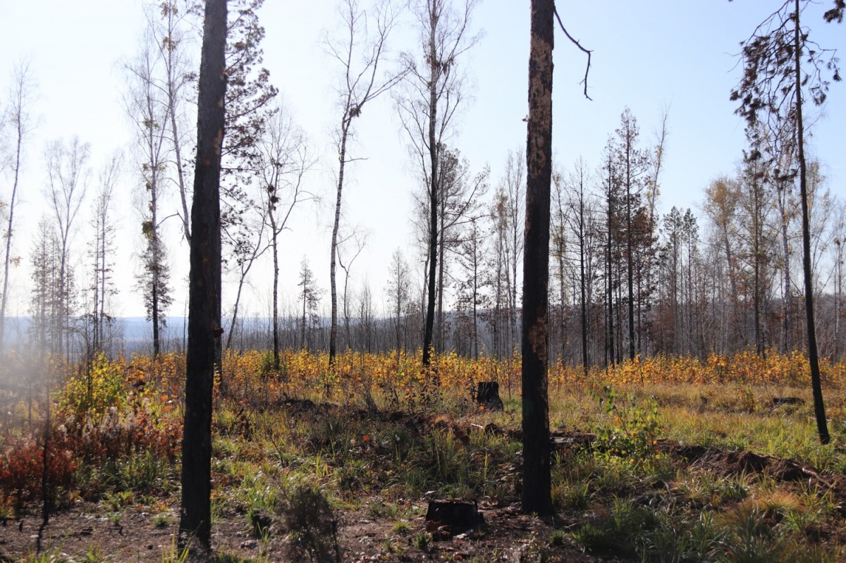 Во всей Иркутской области на землях лесного фонда закрыт пожароопасный сезон