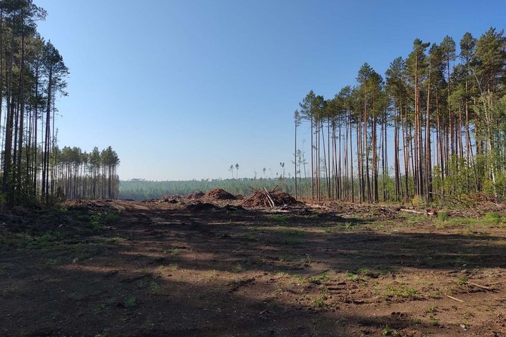 Два предприятия в Усть-Илимске восстановят лес на площади 253 гектара по решению суда