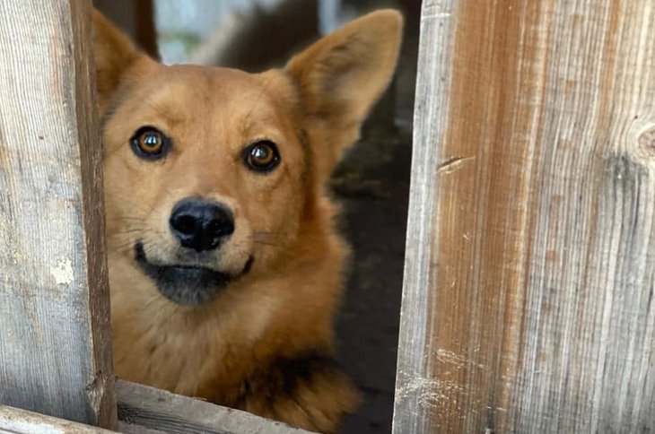 В Иркутске приюту «Ной-Поводог» требуется помощь для содержания бездомных животных ⠀