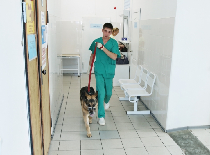 Реестр собак без владельцев создан в Иркутской области