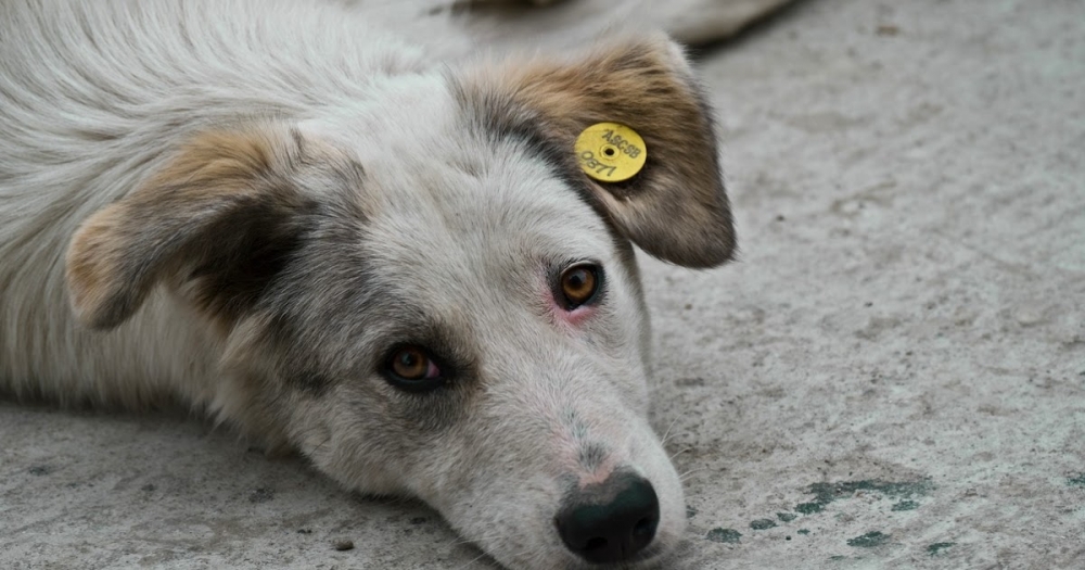 Реестр собак, прошедших через отлов, вакцинацию и стерилизацию, размещен на сайте Службы ветеринарии Иркутской области