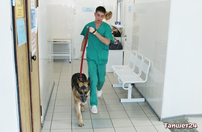 В Иркутской области провели перепись бездомных собак и создали базу данных