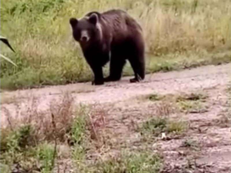 Сторож сельхозпредприятия погиб после нападения медведя в Тайшетском районе