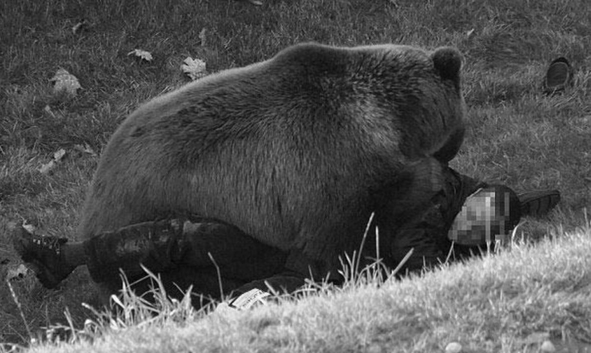 В Тайшетском районе медведь задрал сторожа на ферме