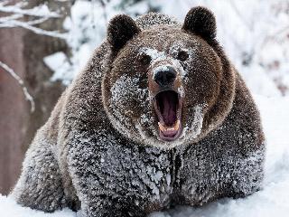 Медведь задрал сторожа в Тайшетском районе