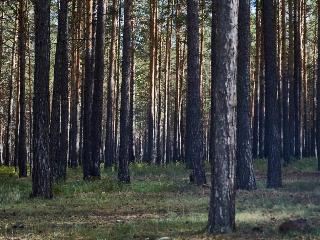 В Иркутске депутаты отклонили вопрос о создании вокруг Иркутска лесопаркового пояса