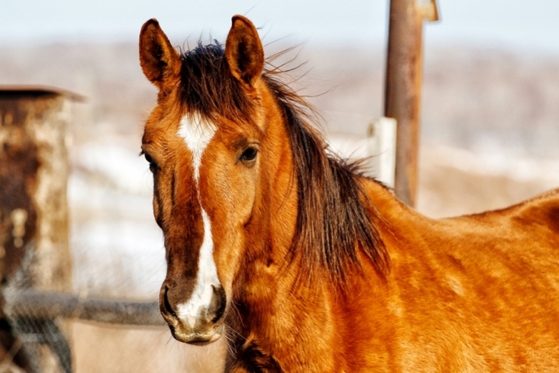 Мужчина на Skoda Rapid насмерть сбил лошадь в Качугском районе Иркутской области