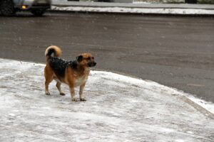 Мокрый снег и сильный ветер обещают в Приангарье на выходные