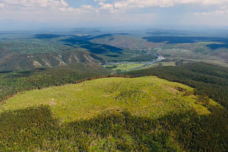 Лес высадят в заказнике «Туколонь», где выявили незаконные рубки в 2018 году