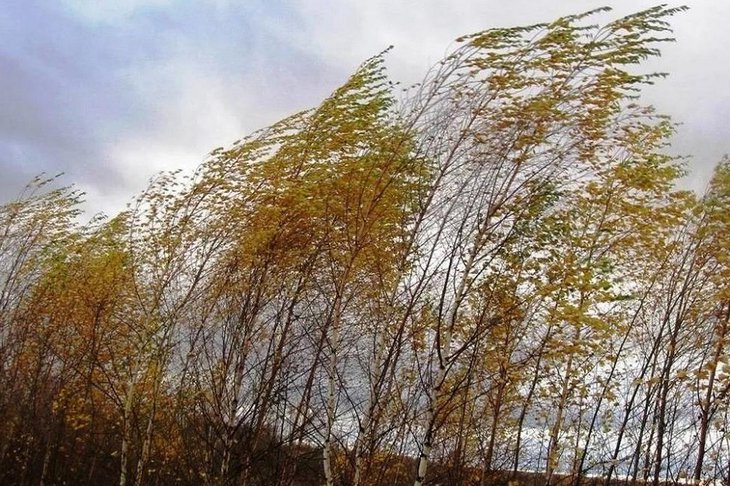 МЧС предупреждает о порывах ветра до 17 метров в секунду в ночь на 25 октября в Иркутской области