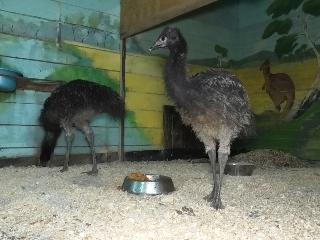 В Иркутском зоосаде два страуса от страха бьются о бетонный пол головами