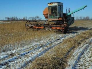 В Иркутской области намолотили около 900 тысяч тонн зерновых