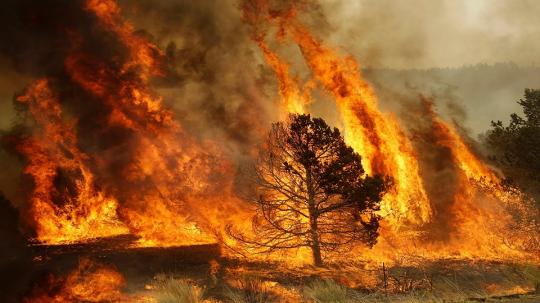 Никому не нужный лес. В Иркутской области не тушат пожары