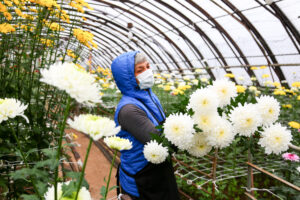 Более 7,5 тысяч хризантем вырастили в иркутском «Горзеленхозе» ко Дню матери