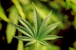 Рецидивиста в Тайшетском районе поймали с 634 граммами марихуаны