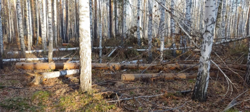 Трое жителей Иркутской области предстанут перед судом за рубку леса на 840 тысяч рублей