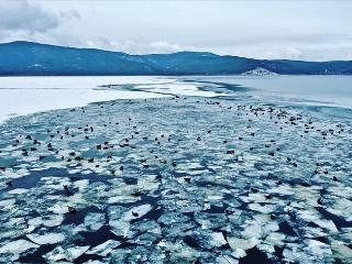 Сотни нерп оккупировали льдины в Чивыркуйском заливе Байкала