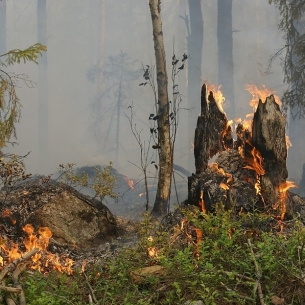 Площадь лесных пожаров в Прибайкалье сократилась более чем на 200 тысяч га