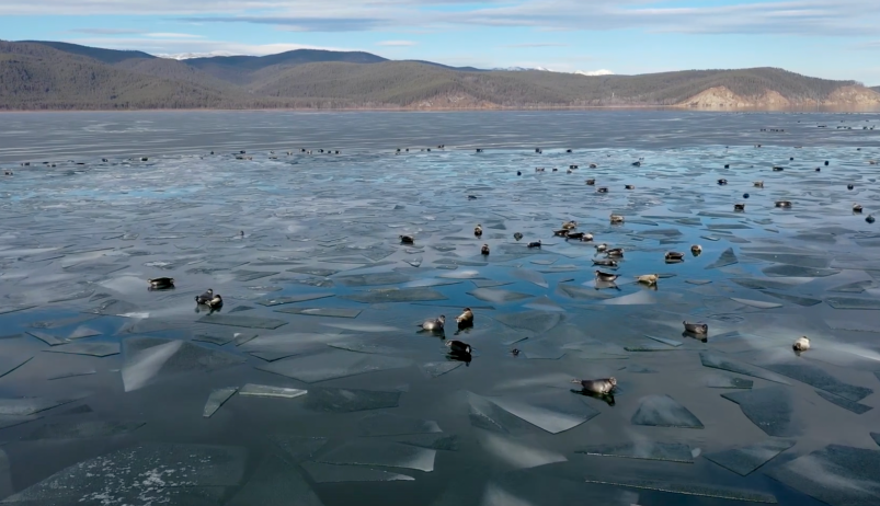 На первых льдинах: как чиллят сотни нерп на Байкале