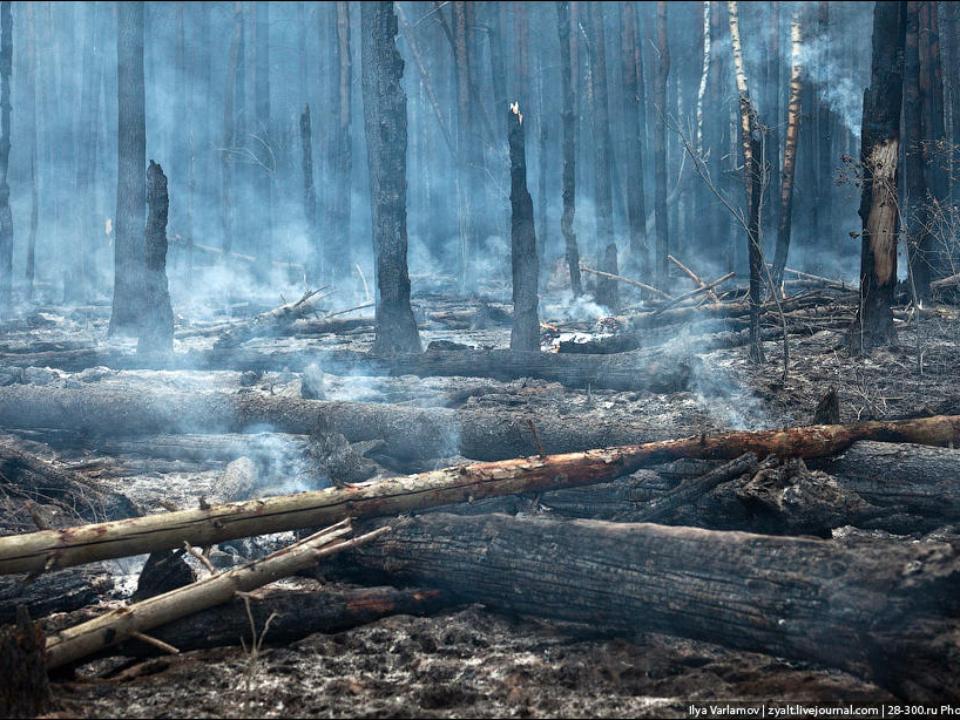Минприроды РФ предлагает узаконить сплошные рубки горелого леса на Байкале
