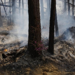 Губернатор Иркутской области поддержал предложение вырубать горелые леса