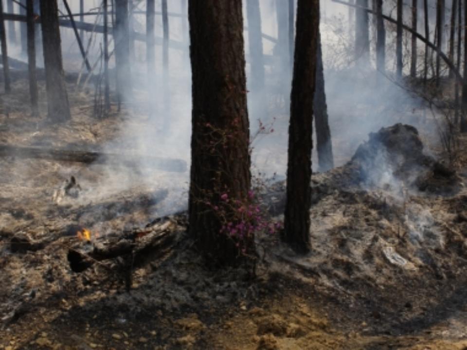 Губернатор Иркутской области поддержал предложение вырубать горелые леса