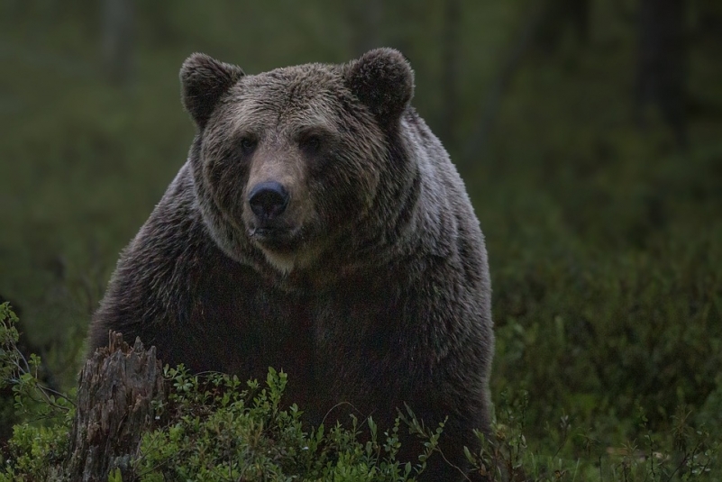 Четверо браконьеров застрелили медведицу с тремя медвежатами в Иркутской области